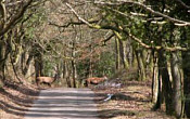 The Quantock Hills - click for more information